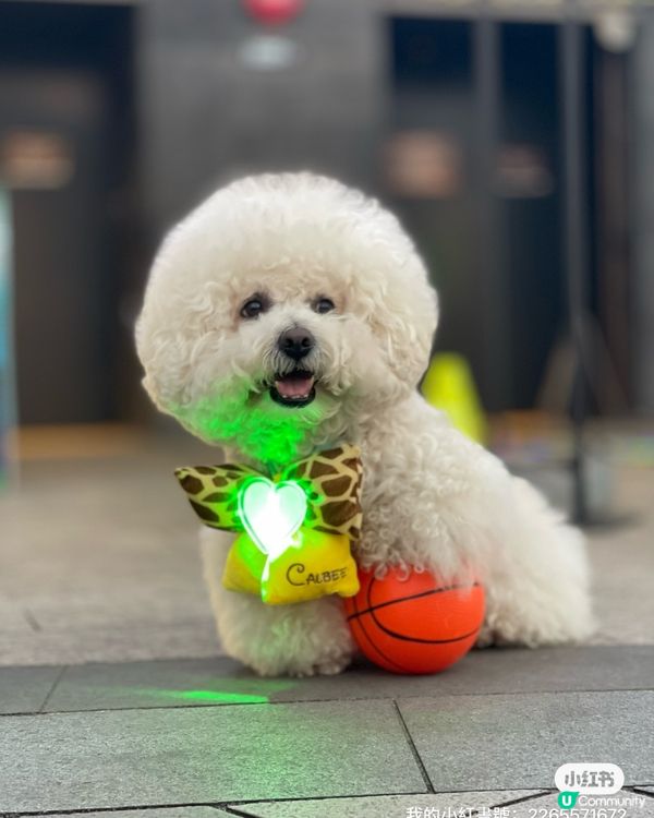 北角匯｢萌寵籃球 + 筋肌大挑戰｣