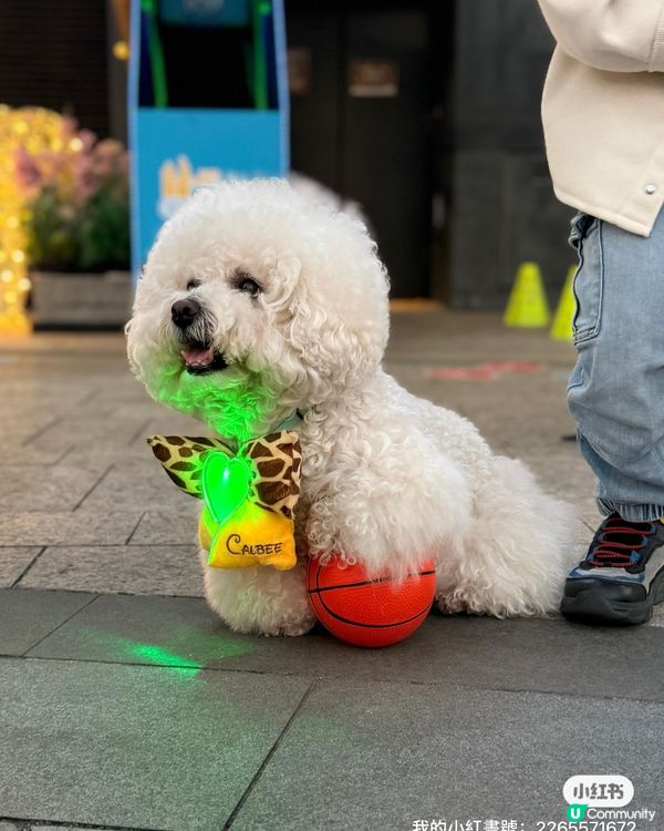 北角匯｢萌寵籃球 + 筋肌大挑戰｣