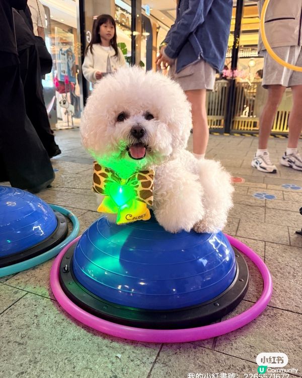 北角匯｢萌寵籃球 + 筋肌大挑戰｣