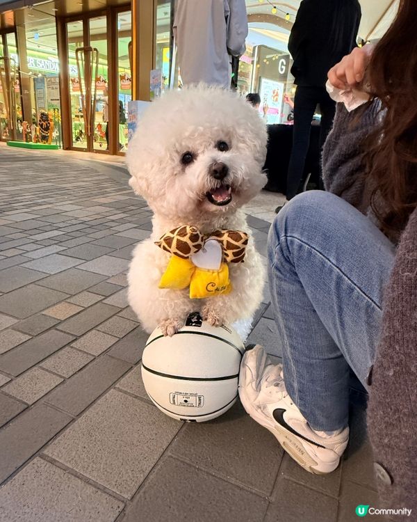 北角匯｢萌寵籃球 + 筋肌大挑戰｣