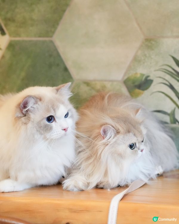 Pet friendly 餐廳好介紹