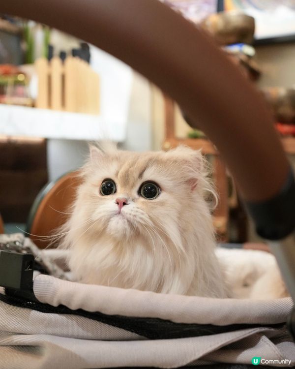 Pet friendly 餐廳好介紹