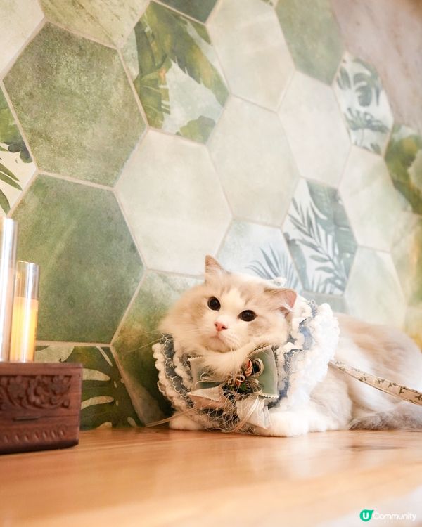 Pet friendly 餐廳好介紹