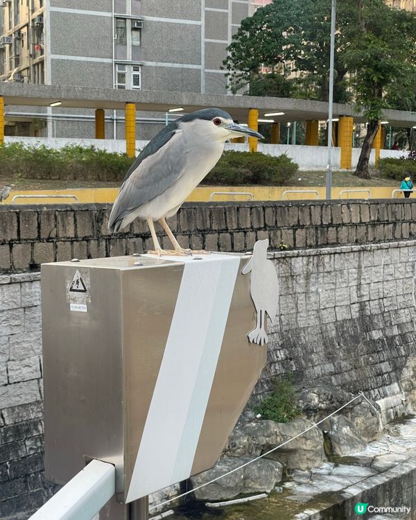 城市雀仔係福氣！🐦🌃
