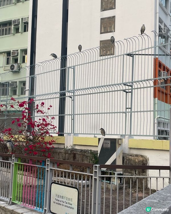 城市雀仔係福氣！🐦🌃