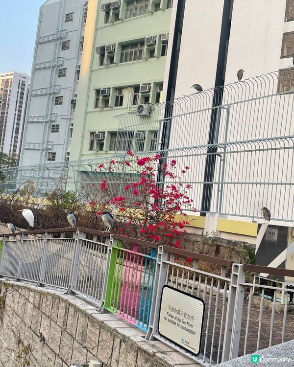 城市雀仔係福氣！🐦🌃