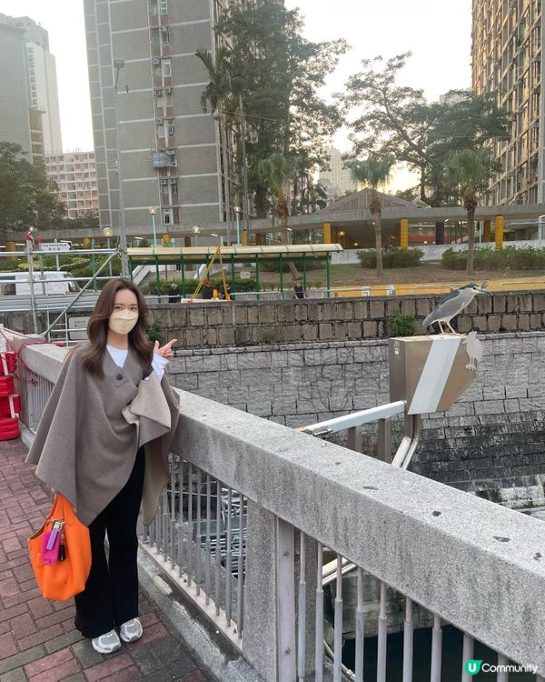 城市雀仔係福氣！🐦🌃