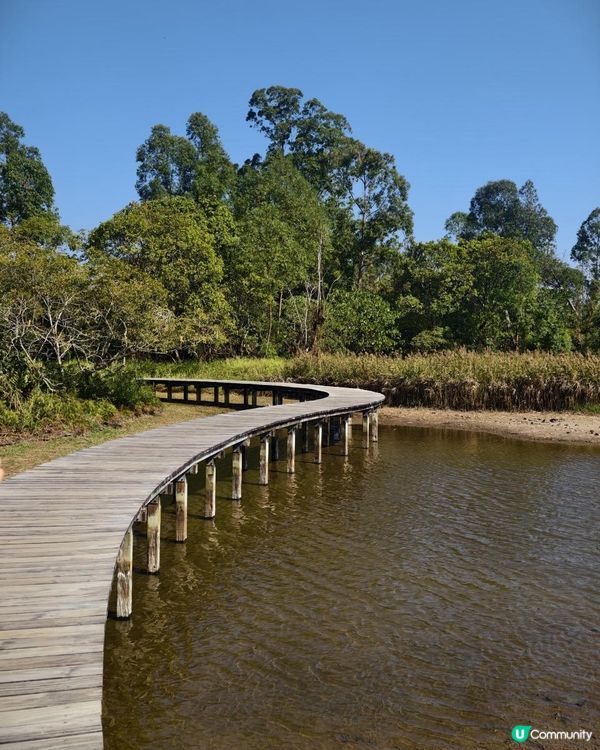 打卡熱點！ 濕地公園落羽松攻略