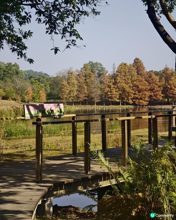 打卡熱點！ 濕地公園落羽松攻略