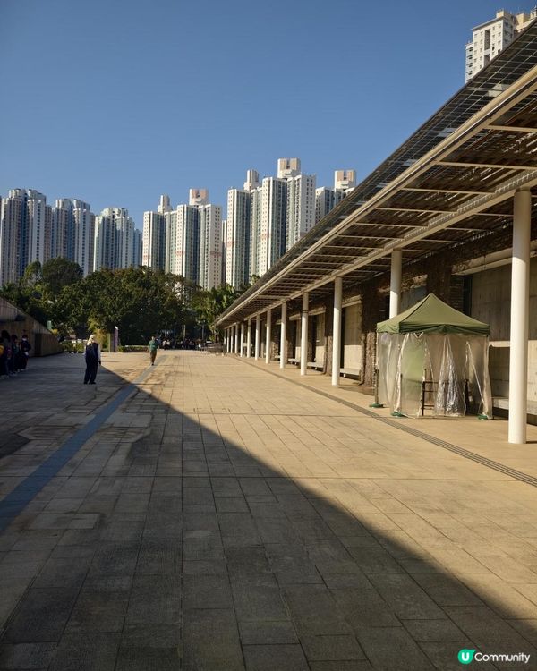 打卡熱點！ 濕地公園落羽松攻略