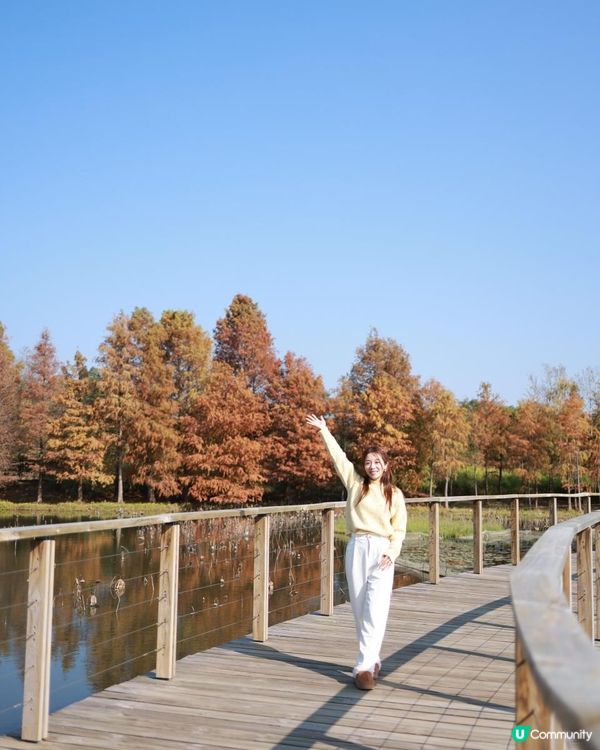 打卡熱點！ 濕地公園落羽松攻略