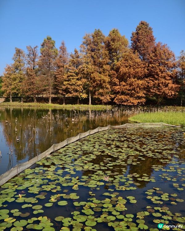打卡熱點！ 濕地公園落羽松攻略