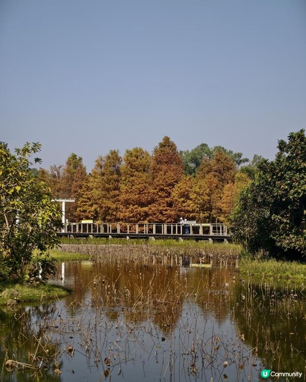 打卡熱點！ 濕地公園落羽松攻略