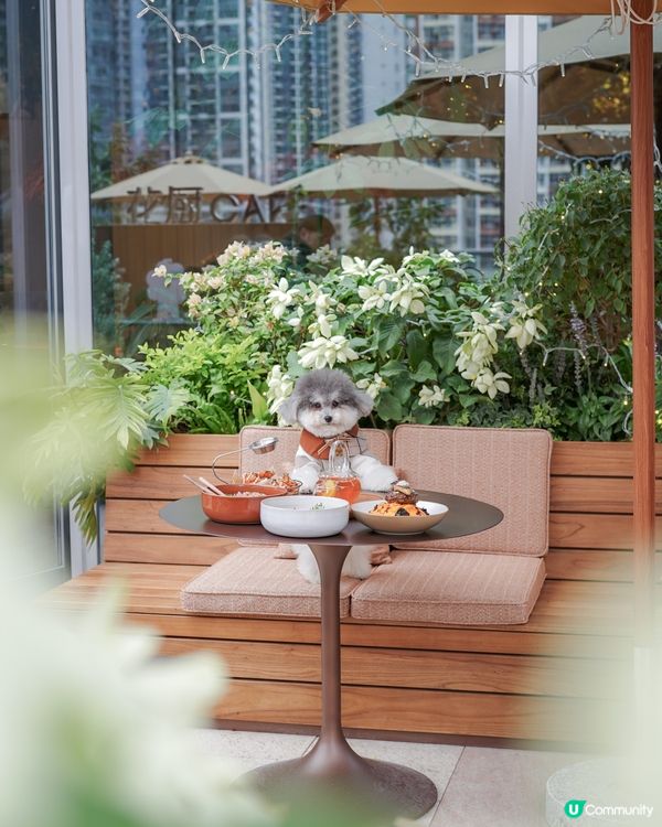 新開寵物友善cafe｜啟德