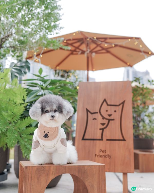 新開寵物友善cafe｜啟德