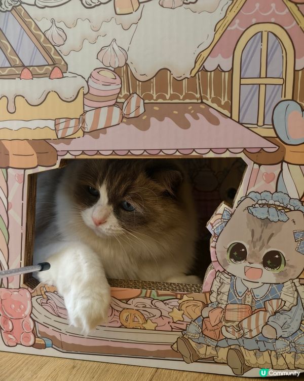 主子對新家很滿意