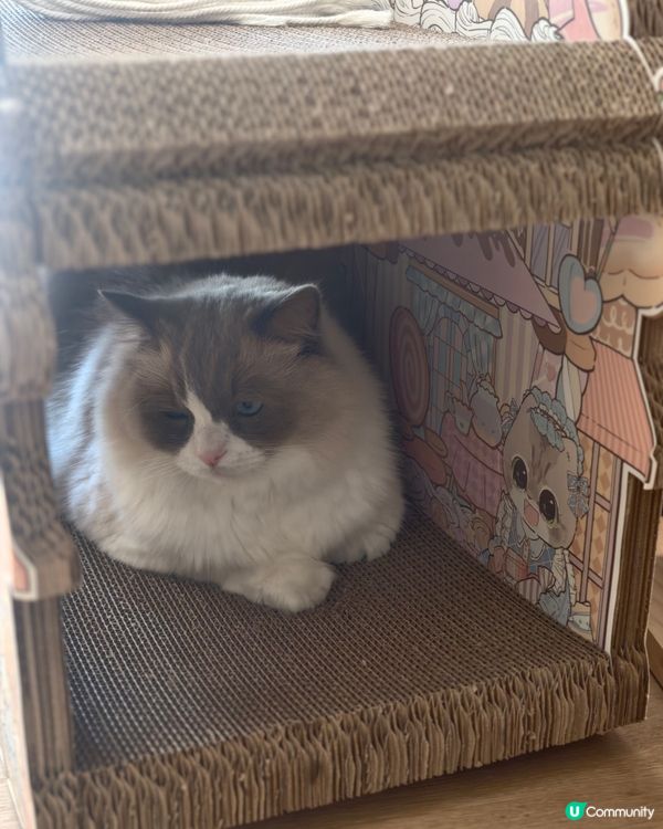 主子對新家很滿意