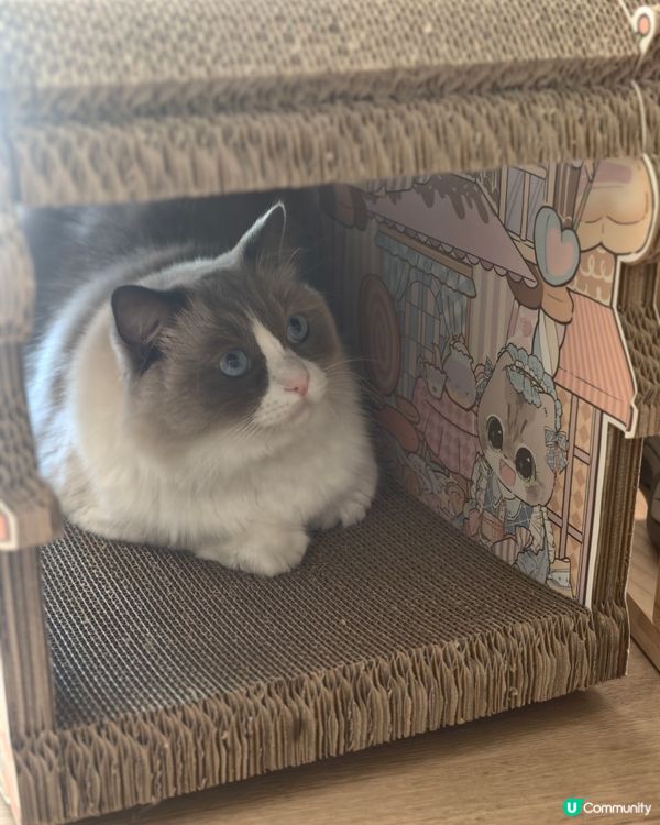 主子對新家很滿意