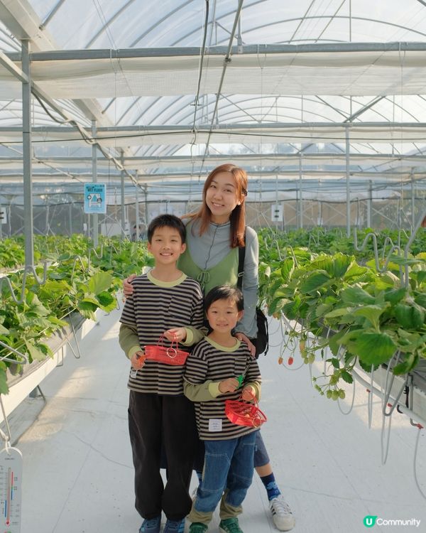 【 體驗即摘即食超新鮮士多啤梨 】