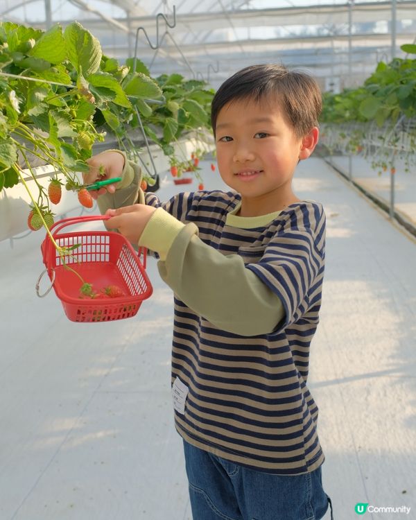 【 體驗即摘即食超新鮮士多啤梨 】