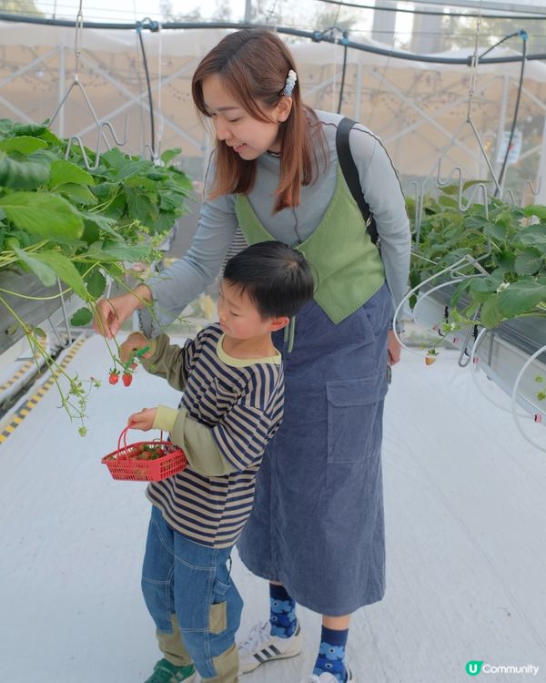 【 體驗即摘即食超新鮮士多啤梨 】