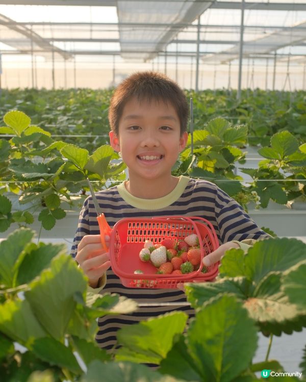 【 體驗即摘即食超新鮮士多啤梨 】