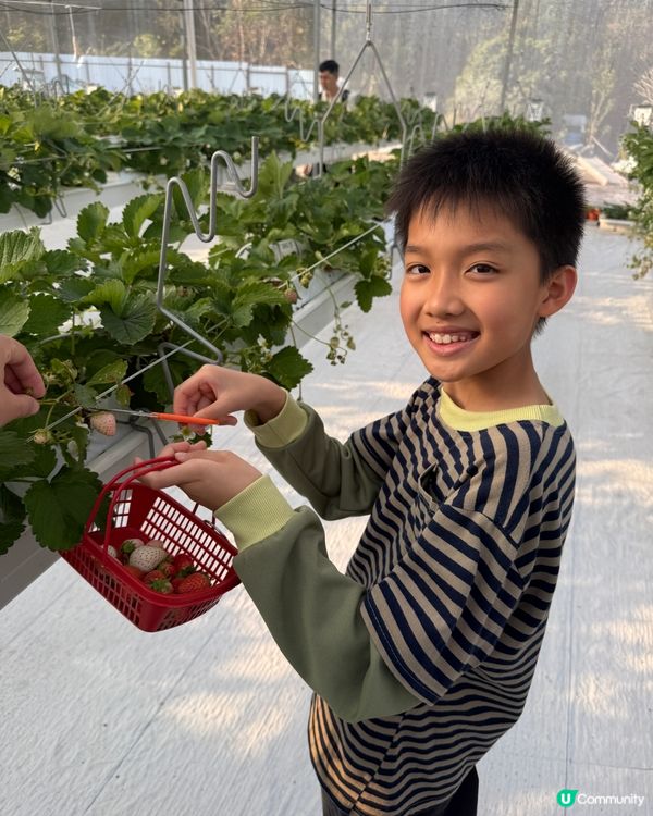 【 體驗即摘即食超新鮮士多啤梨 】