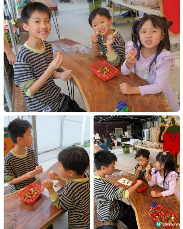 【 體驗即摘即食超新鮮士多啤梨 】