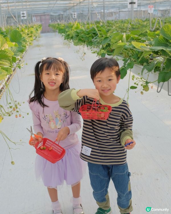 【 體驗即摘即食超新鮮士多啤梨 】