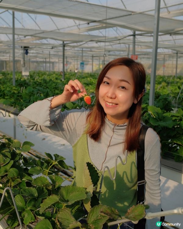 【 體驗即摘即食超新鮮士多啤梨 】