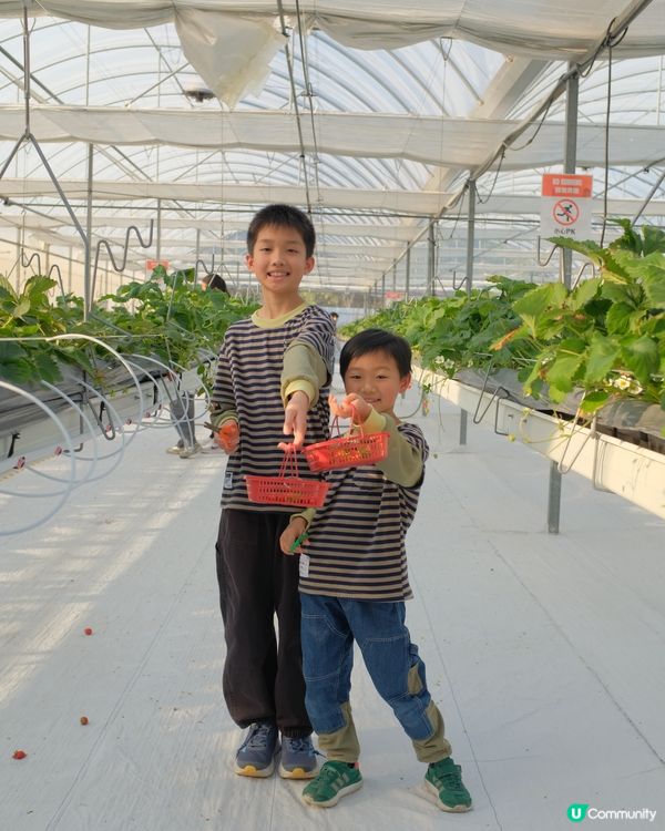 【 體驗即摘即食超新鮮士多啤梨 】