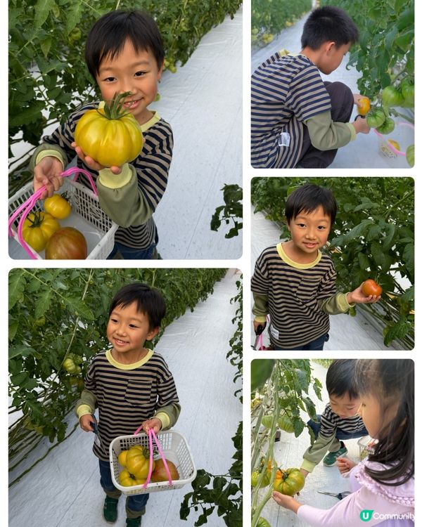 【 體驗即摘即食超新鮮士多啤梨 】