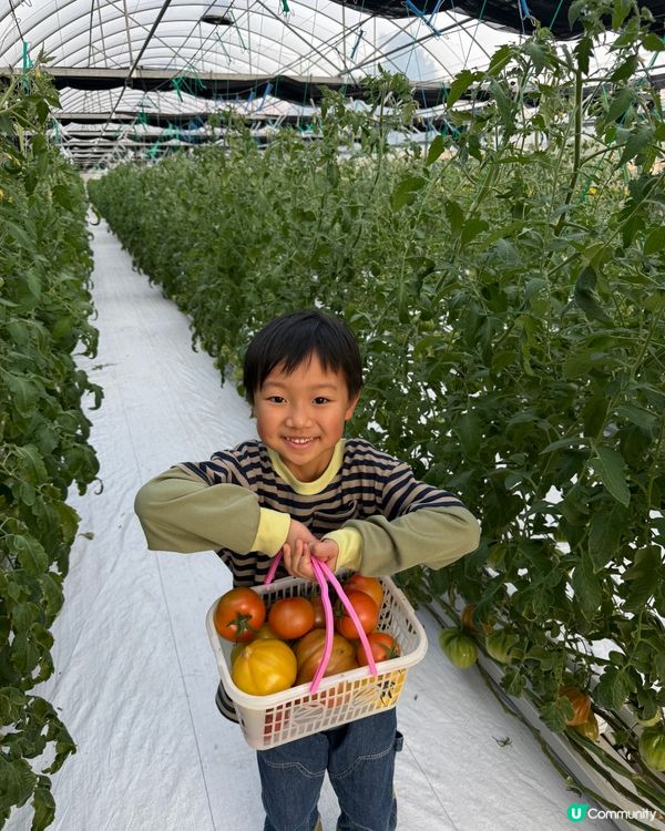 【 體驗即摘即食超新鮮士多啤梨 】