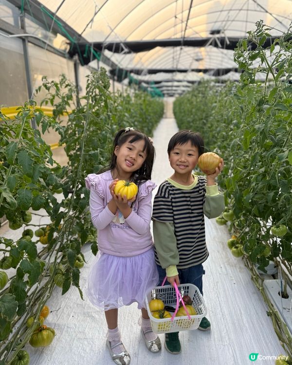 【 體驗即摘即食超新鮮士多啤梨 】