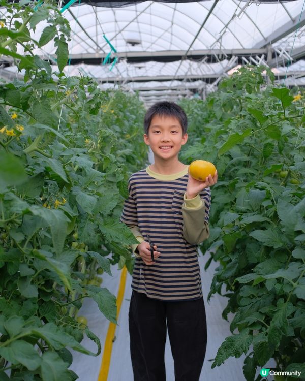 【 體驗即摘即食超新鮮士多啤梨 】