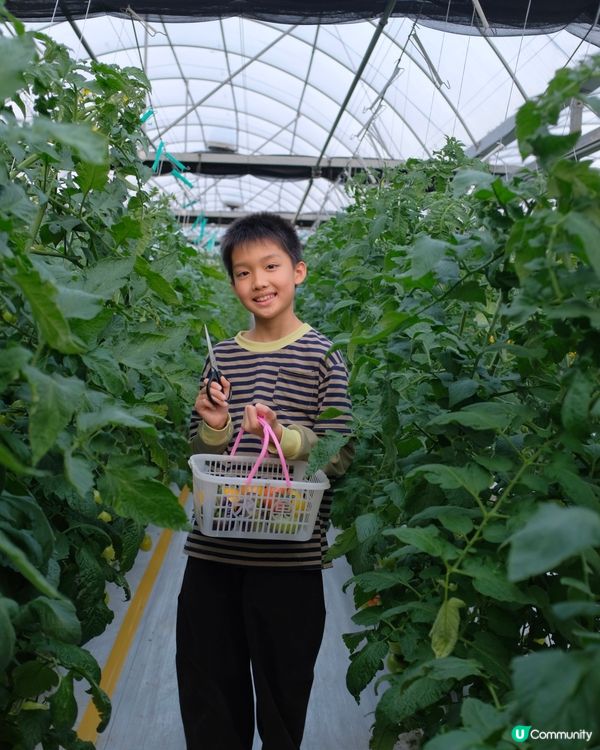 【 體驗即摘即食超新鮮士多啤梨 】