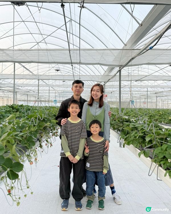 【 體驗即摘即食超新鮮士多啤梨 】