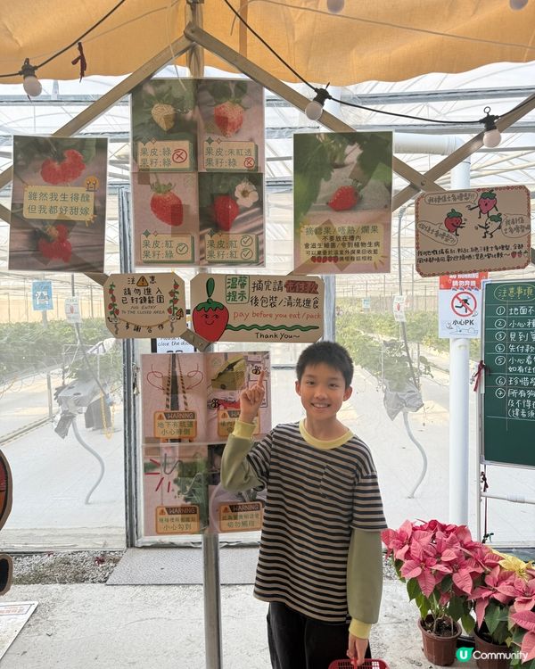 【 體驗即摘即食超新鮮士多啤梨 】