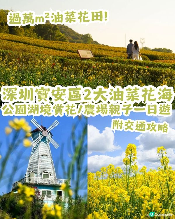 深圳2大油菜花海來襲! 公園湖境賞花/農場親子一日遊🌸附交通攻略