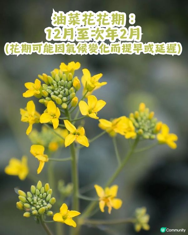深圳2大油菜花海來襲! 公園湖境賞花/農場親子一日遊🌸附交通攻略