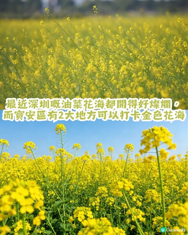 深圳2大油菜花海來襲! 公園湖境賞花/農場親子一日遊🌸附交通攻略