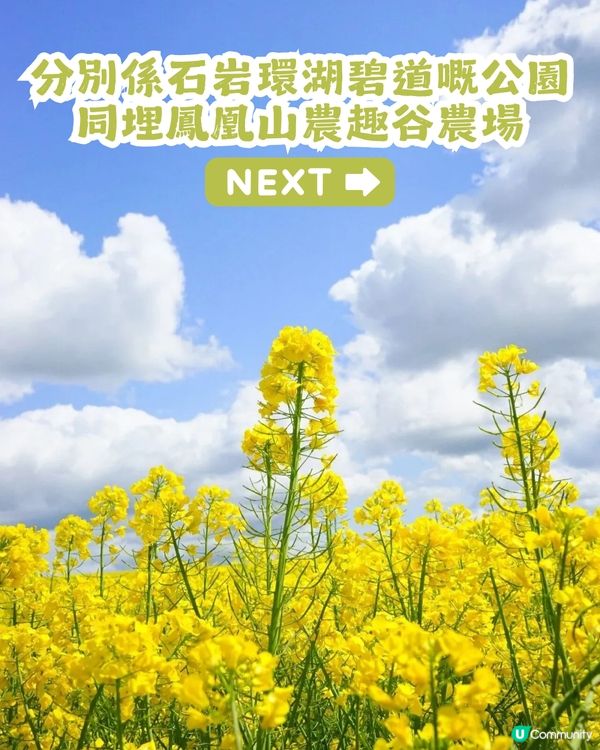 深圳2大油菜花海來襲! 公園湖境賞花/農場親子一日遊🌸附交通攻略
