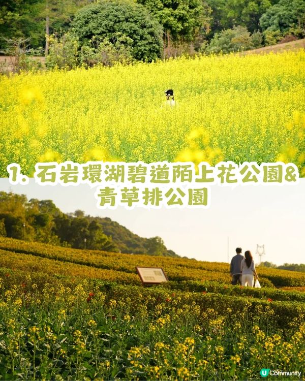 深圳2大油菜花海來襲! 公園湖境賞花/農場親子一日遊🌸附交通攻略