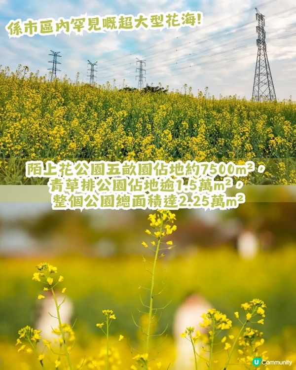 深圳2大油菜花海來襲! 公園湖境賞花/農場親子一日遊🌸附交通攻略