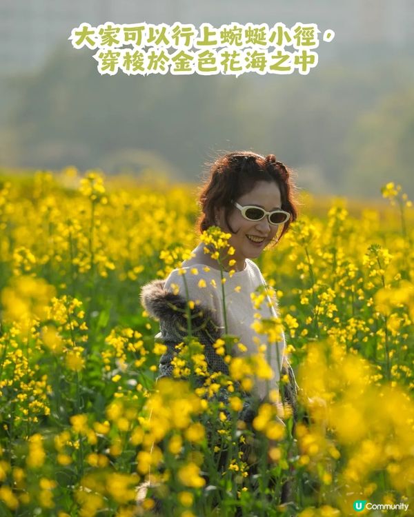 深圳2大油菜花海來襲! 公園湖境賞花/農場親子一日遊🌸附交通攻略