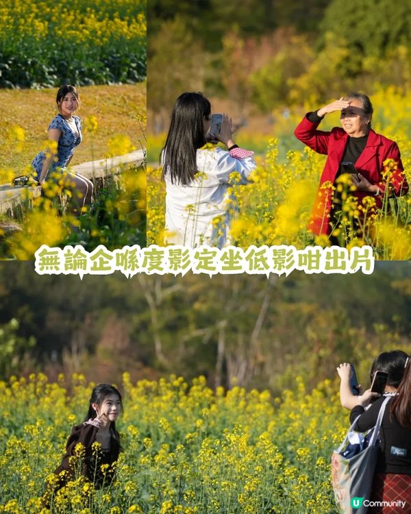 深圳2大油菜花海來襲! 公園湖境賞花/農場親子一日遊🌸附交通攻略