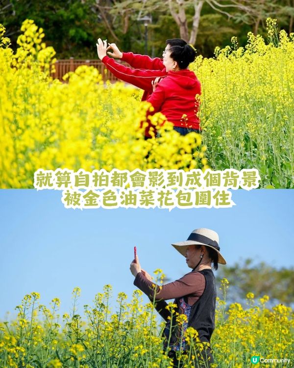 深圳2大油菜花海來襲! 公園湖境賞花/農場親子一日遊🌸附交通攻略