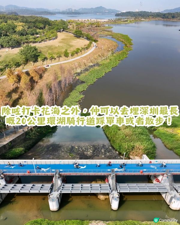 深圳2大油菜花海來襲! 公園湖境賞花/農場親子一日遊🌸附交通攻略