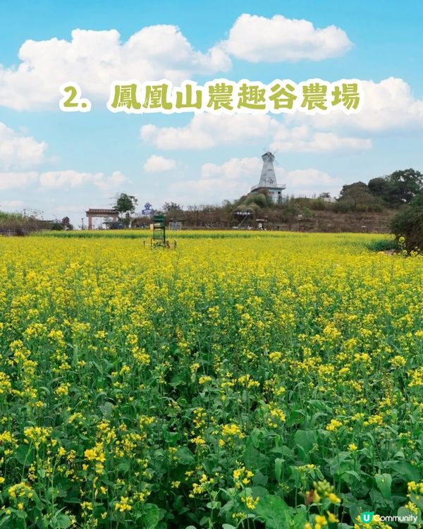 深圳2大油菜花海來襲! 公園湖境賞花/農場親子一日遊🌸附交通攻略