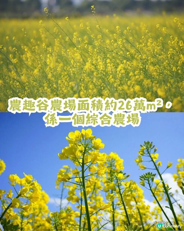 深圳2大油菜花海來襲! 公園湖境賞花/農場親子一日遊🌸附交通攻略